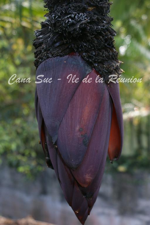 Cana Suc Sainte-Rose Εξωτερικό φωτογραφία